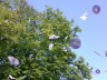 2007