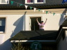 2007
